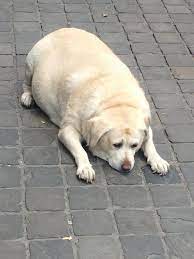50+ dumb memes & internet junk for distractible minds. Wide Dog Know Your Meme