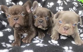 Ready to leave 27th jan boys (£2000) girls (£ lilac sable boy he's 10 weeks tomorrow he's us blue eyes with red eye glow he carries 2x choc and fluffy jean. Silver Hammer Frenchies