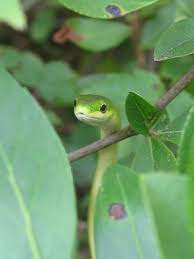 Rough Green Snake Green Snake Snake Tree Frogs