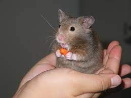 Échate el vicio para comprobar que no tienen nada que envidiar a la película. File Hamster In Hand Jpg Wikimedia Commons