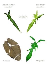 Pin By Maria Ines Celi On Plants In 2020