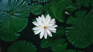 Image result for Nymphaea lotus