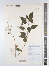 Image result for Droguetia iners