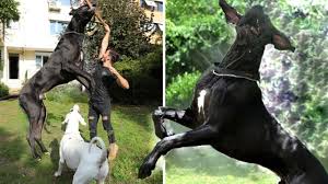 dunyanin en buyuk ve guclu kopek irki great dane youtube