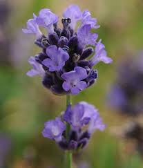 Pin By My Info On Lavender Plants Lavandula Lavender Plant Lavender Herb Plants