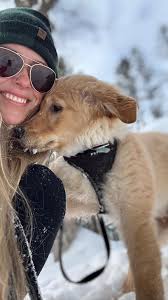 Exhausted field golden retriever needs exercise and training