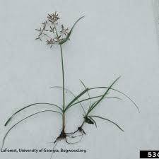 Image result for Cyperus sp.no.5