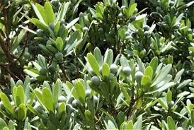 Image result for Podocarpus latifolius