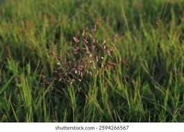 Image result for Agrostis continuata