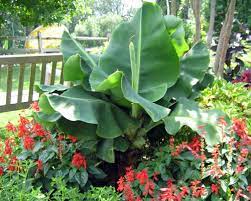 All starter size plants may be delivered in either a 4 square pot or 6 round 1 gallon nursery pot. Musa Little Prince Banana From Agristarts
