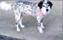 Match made on care.com every 3 minutes, so find your perfect pet care provider today. Pet Boarding Pet Grooming Montgomery Al