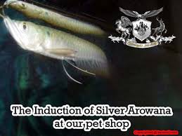 the induction of silver arowana at our pet shop