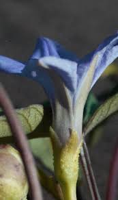 Image result for Ipomoea tenuipes