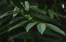 Image result for Psydrax fragrantissima