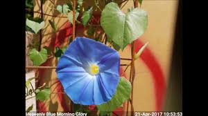I started the seeds directly in the ground after rubbing them on a little file and soaking them overnight. Heavenly Blue Morning Glory Blooming Time Lapse Youtube