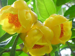 Camellia Nitidissima Yellow Camellia World Of Flowering Plants Indoor Flowering Plants Plants Planting Flowers