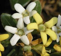 Image result for Pittosporaceae