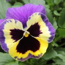 Pin By Carie Lozano On Love Pansies Pansy Tattoo Flower Tat