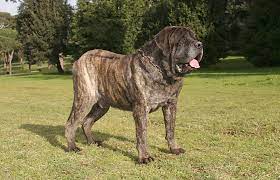Zeus, considerado o maior cachorro do mundo,, morreu na primeira semana de setembro de 2014, pouco antes de completar seis anos de vida, em otsego, no michigan (estados unidos). Maior Cachorro Do Mundo Qual E 16 Caes Grandes Pra Cachorro