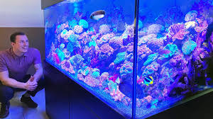Just make sure that you place your aquarium on a. German Reef Tanks Lps Bedroom Aquarium With Rare Tiger Angelfish Apolemichthys Kingi Youtube
