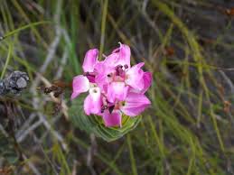 Image result for Penaeaceae