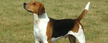 Image result for Harrier dog