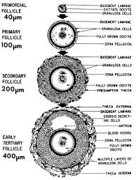 Follicle Growth And Development Glowm