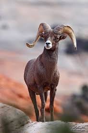 Desert Big Horn Sheep Big Horn Sheep Animals Beautiful Animals With Horns