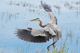 We did not find results for: Great Blue Heron National Geographic