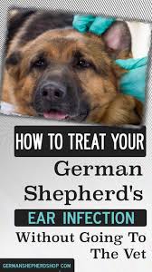 How To Treat Your Dog S Ear Infection Without Going To The Vet German Shepherd Ears Dogs Ears Infection Dog Ear Infection Remedy