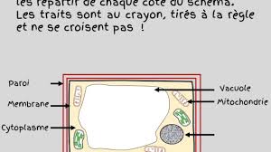 Schema D Une Cellule Vegetale Chlorophyllienne Youtube