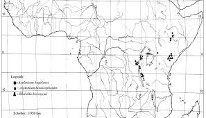 Image result for Blotiella bouxiniana