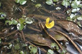 Image result for Ottelia ulvifolia