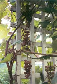 It not only helps to ripen crops, but also helps dry vines and prevent mildew. Growing Grapes Maine Organic Farmers And Gardeners