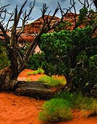 Image result for Terrarium Cling Background