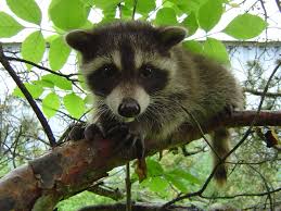 The raccoons looks sick, weak, dead, or appears as if it is dying. Beware Of Raccoons Acting Strangely Skedaddle
