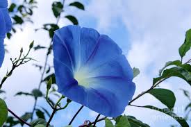 Check spelling or type a new query. Good Morning Glory Photograph By Cathy Beharriell
