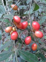 Image result for Antidesma