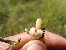 Image result for Aeschynomene sp. C