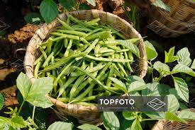 Image result for Cyamopsis