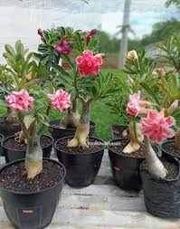 Bunga adenium adalah salah satu tanaman sukulen yang memiliki ciri khas pada bonggolnya. Tanaman Hias Adenium Kamboja Jepang Bibit Adenium Kamboja Jepang Adenium Bonsai Bunga Tumpuk Lazada Indonesia