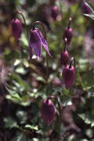 Image result for Clematis commutata