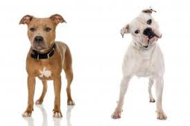 This price is calculated by averaging all of the adverts placed for sale on the pets4homes.co.uk website throughout the year 2018, for the american bulldog dog breed. American Bulldog Facts And Photos Lovetoknow