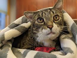 Interestingly, there is a relationship between the grade and the stage of a tumor. How To Know If A Cat Has Cancer