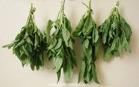 When to harvest basil from a full grown plant? How To Cut And Dry Basil Getty Stewart