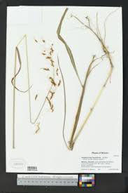 Image result for Sorghastrum pogonostachyum