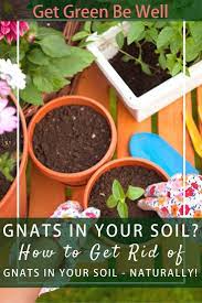Gnats In Potting Soil Organic Gardening Tips Garden Pests Potting Soil