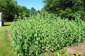 I do not recommend waiting for the last opportunity to take the sat. How To Grow Garden Sweet Peas Growing Snow Pea From Seeds Gardener S Network