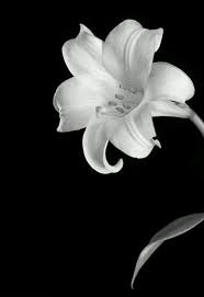 Visualizza altre idee su disegni, disegno fiori, bianco e nero. Pin Su Flowers In Black Back