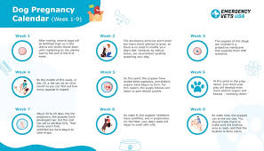 See full list on wikihow.com Dog Pregnancy Calendar Find Out When Your Canine Is Due To Deliver